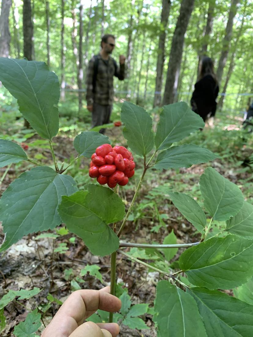 Ginseng avec fruits en érablière