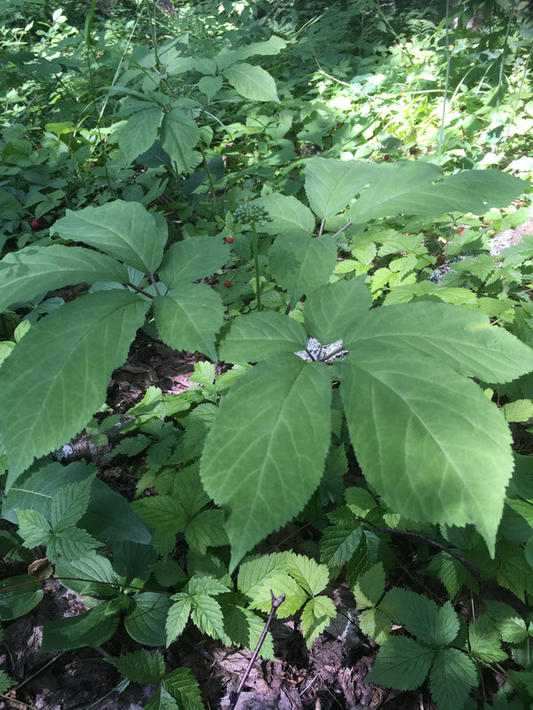 Feuilles d'un plant mature