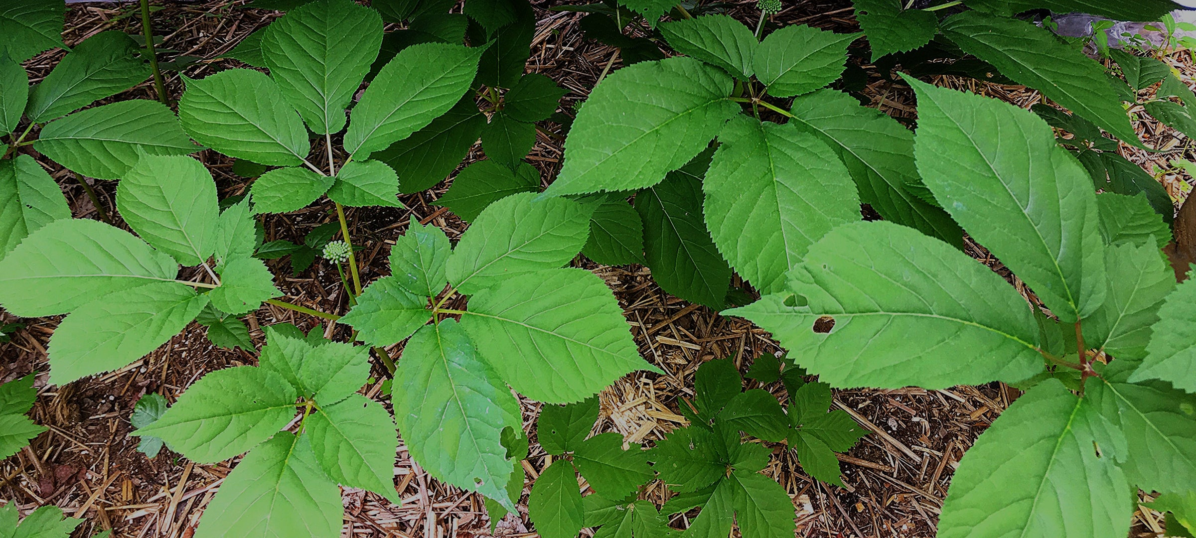 Plants de ginseng matures