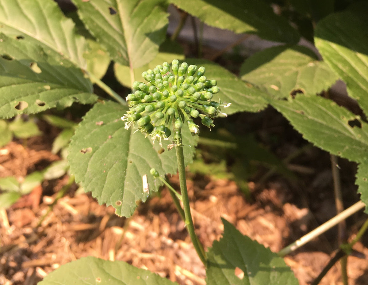 Ombelle florale ginseng