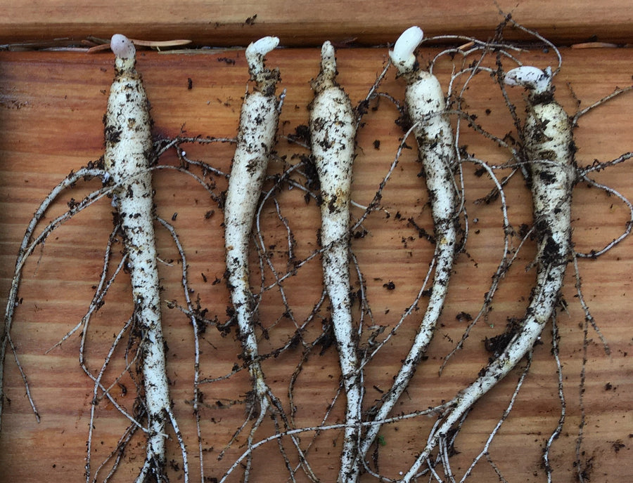 Racines de ginseng