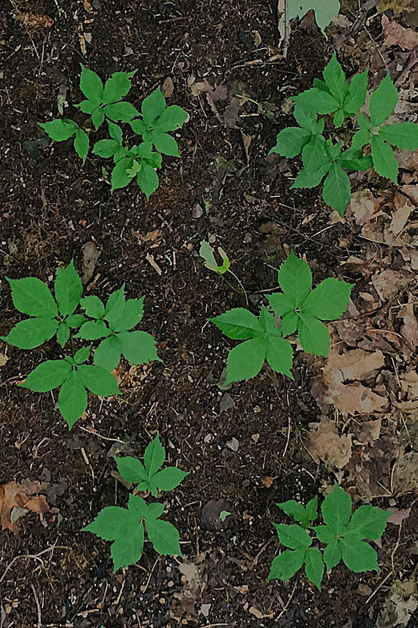 Petits plants de ginseng en érablière