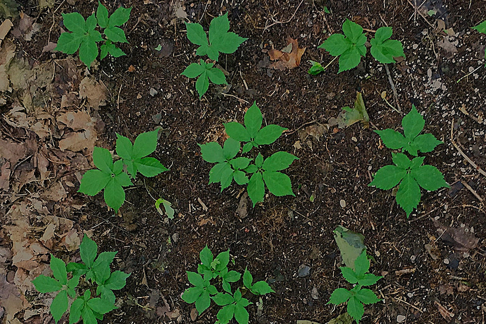Petits plants de ginseng en érablière