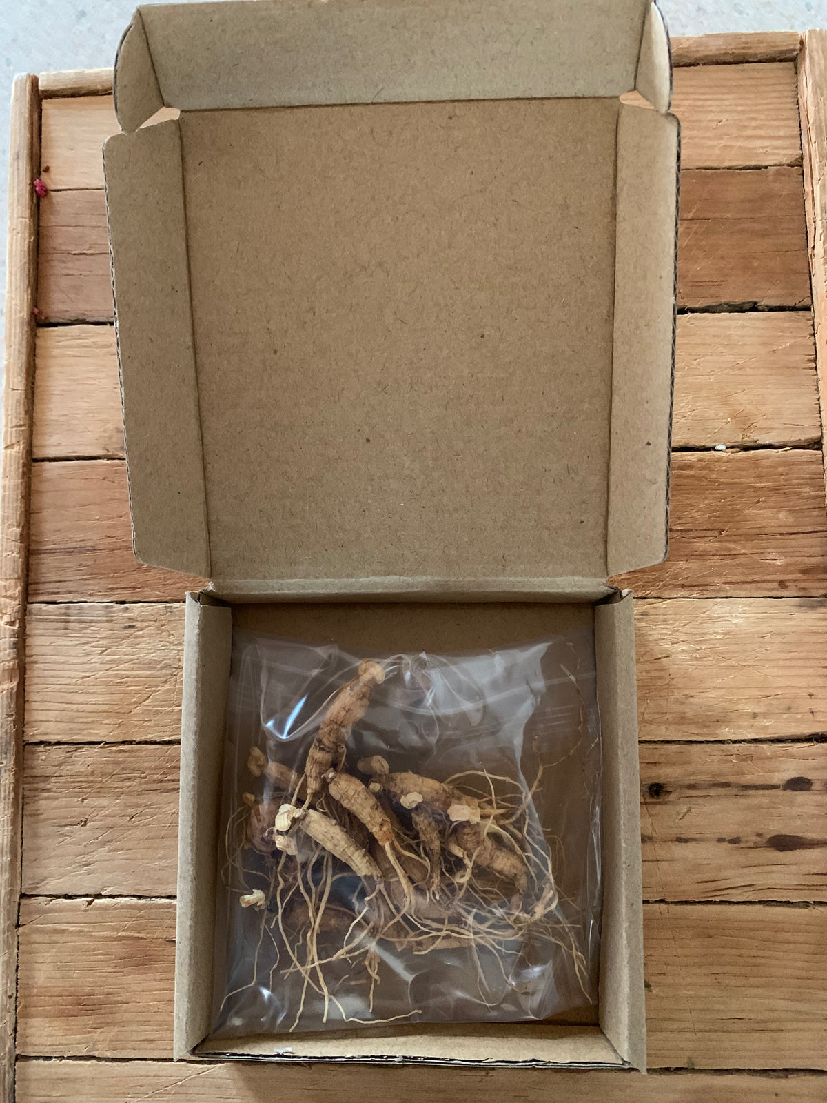Racines de ginseng séchées