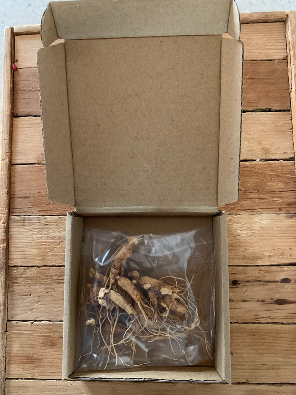 Racines de ginseng séchées