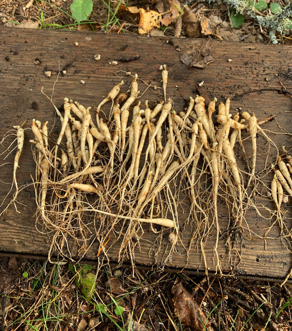 Racines de ginseng