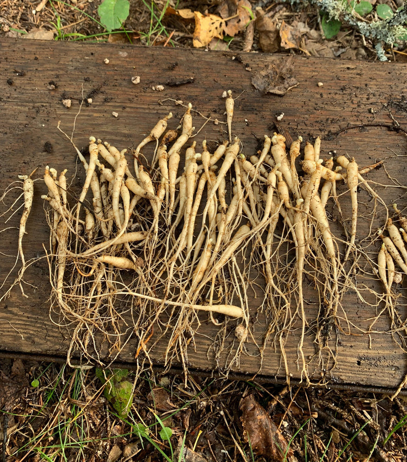 Racines de ginseng